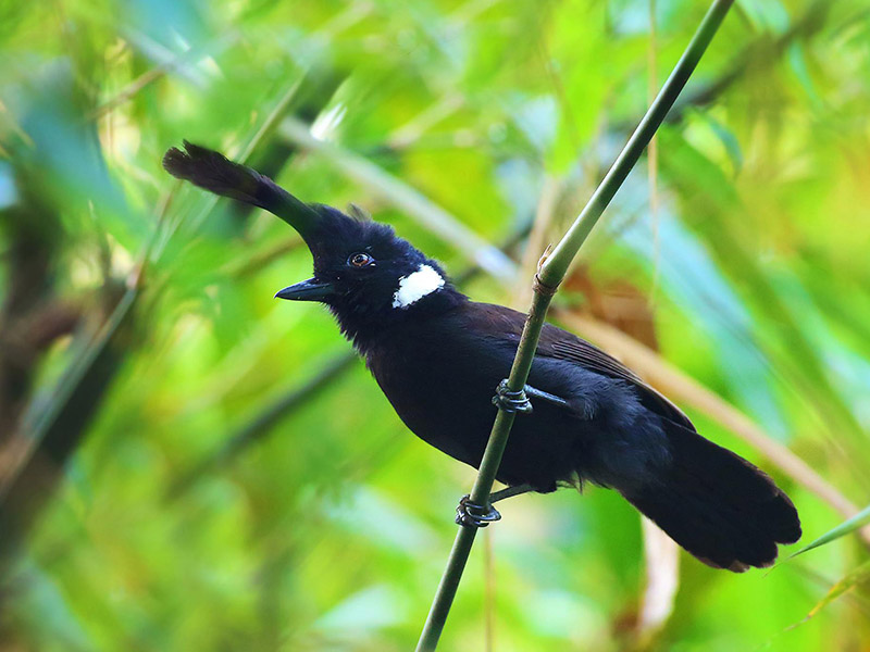 Crested Jay