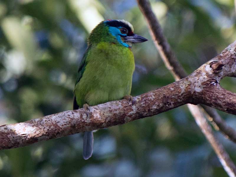 Indochinese Barbet