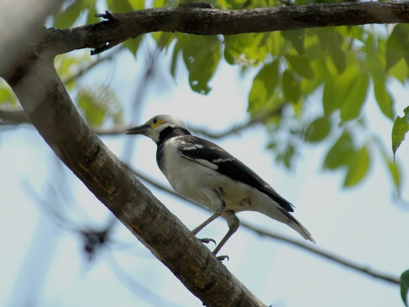 Trồng cây làm nơi trú ngụ cho chim trời | VTV.VN