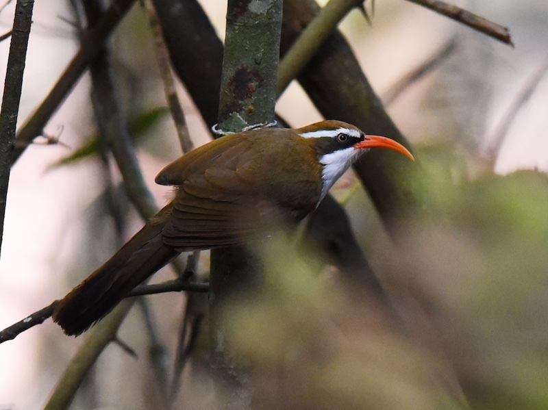 Hành trình săn ảnh chim ở Mù Cang Chải - VnExpress Du lịch