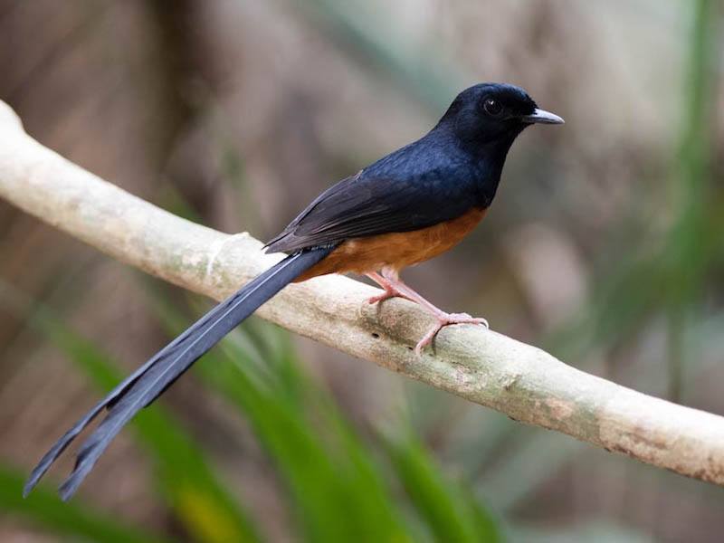 Top 5 loài chim có đuôi dài nhất tại Việt Nam ⋆ Thủy sinh Việt Nam