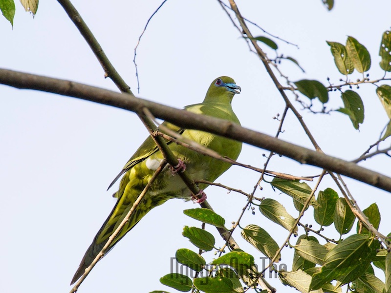 Yellow-vented Green Pigeon