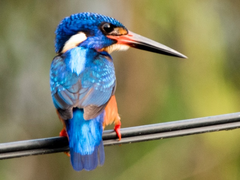 Blue-eared Kingfisher
