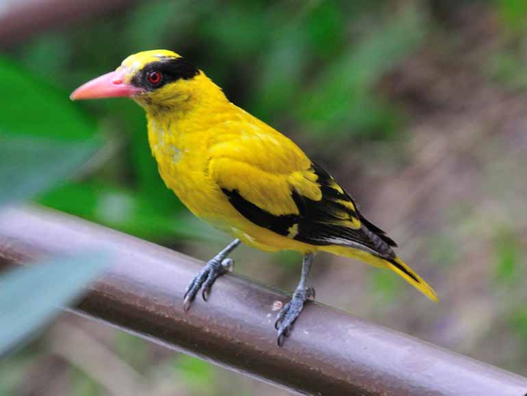 Các loài chim thay đổi hình dạng cơ thể thích nghi với Trái Đất ấm lên |  Khoa học | Vietnam+ (VietnamPlus)