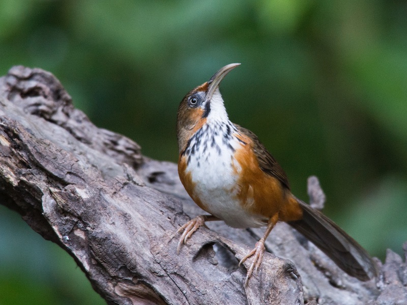 Danh sách loài chim tại Việt Nam – Wikipedia tiếng Việt