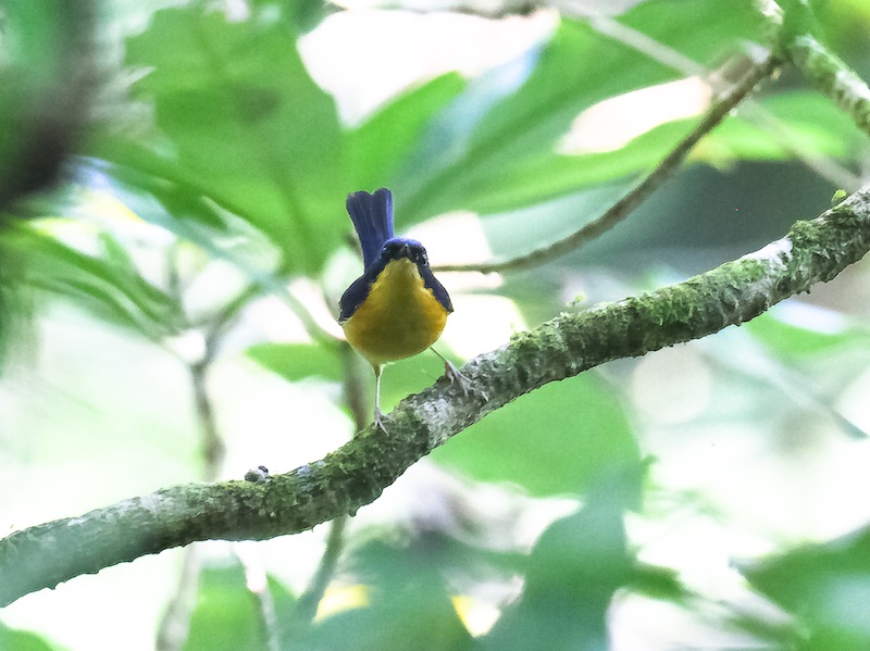 Pygmy Blue Flycatcher
