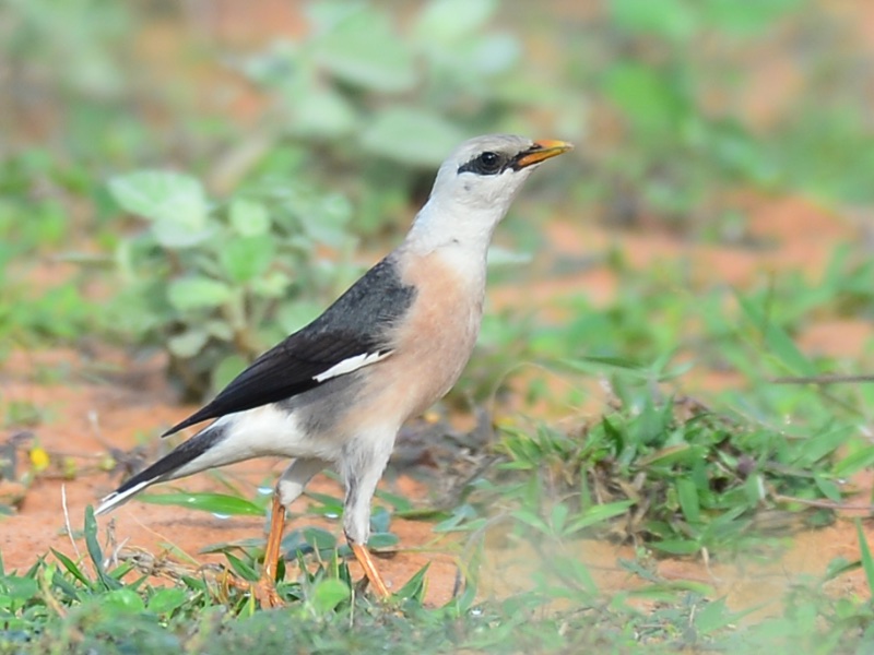 Sáo đá đuôi hung – Chestnut-tailed starling | Vietnam Wildlife