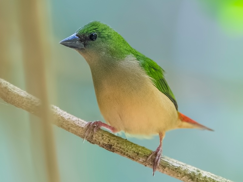 Pin-tailed Parrotfinch