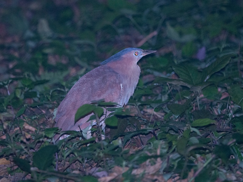 Malayan Night Heron