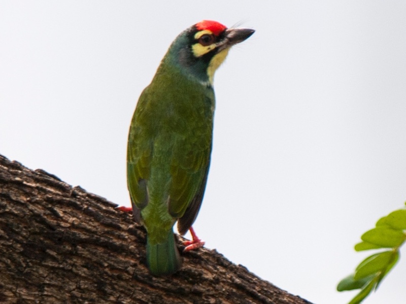 Coppersmith Barbet	