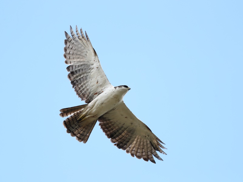 Rufous-bellied Eagle