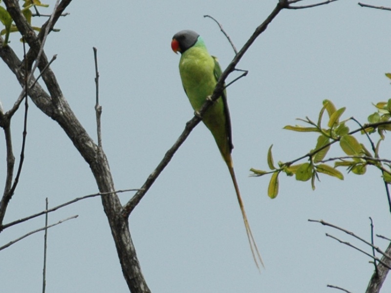 Gray-headed Parakeet