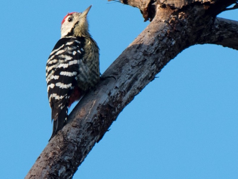 Stripe-breasted Woodpecker