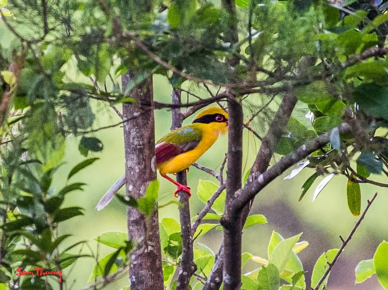 Yellow-breasted Magpie