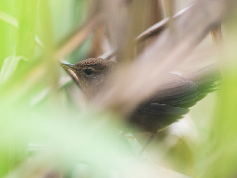 Brown Bush Warbler