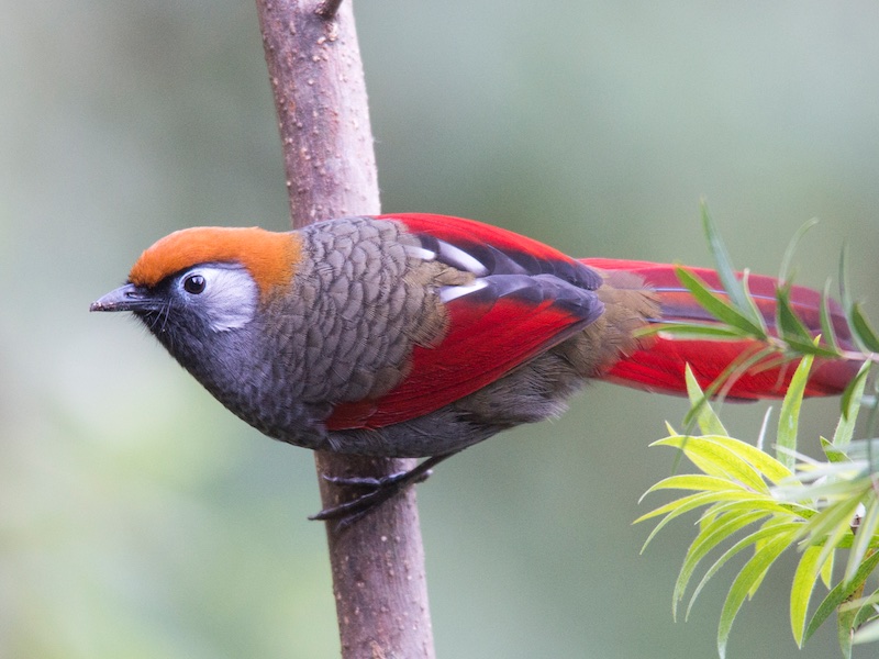 Trochalopteron - Red-tailed Laughingthrush - Khướu đỏ