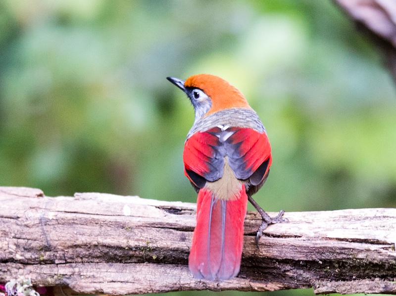 Red-tailed Laughingthrush - Khướu đuôi đỏ - Trochalopteron milnei